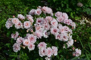 ANGEL EYES (floribunda)